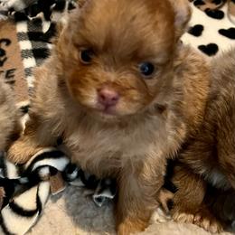 Raya - Lavender female Pomeranian puppy in Bentonville, Arkansas from Hummingbird & Fox