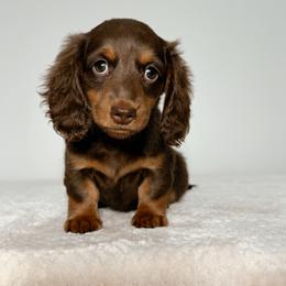 Sailor - Chocolate and tan female Dachshund puppy in Lehi, Utah from Cherry Creek Dachshunds