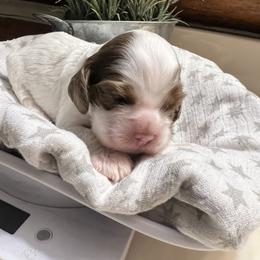 Magnolia - Brown white and tan female Cocker Spaniel puppy in Camp Douglas, Wisconsin from Bluff Country Cockers