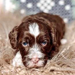 Ranger - Chocolate male Australian Labradoodle puppy in Decatur, Alabama from Southern Meadows Doodles