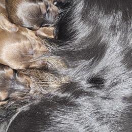 Dachshund Puppies from Long Mountain Long Dogs