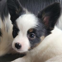 Lexi - White black and tan female Papillon puppy in Vass, North Carolina from North Carolina Papillions