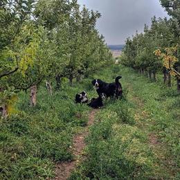 Bernese Mountain Dog Puppies from Grand Mesa Mountain Dogs