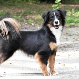 Detour - Miniature American Shepherd