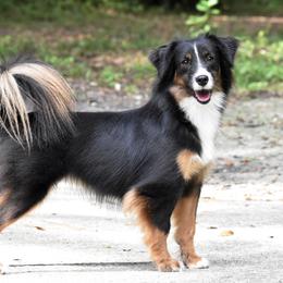 Detour - Miniature American Shepherd