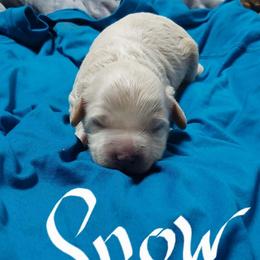 Snow - Apricot male Goldendoodle puppy in Cherry Tree, Pennsylvania from Plum Creek Acres Next Generation