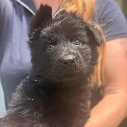 Purple collar - Black female German Shepherd puppy in Canterbury, Connecticut from Nachtwaechter German Shepherds, LLC