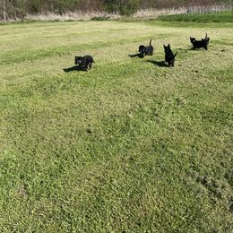 German Shepherd Puppies from Wonder Paws German Shepherds