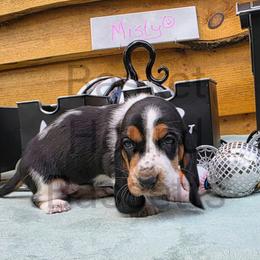 Misty (purple collar) - Black brown and white female Basset Hound puppy in Big Rapids, Michigan from Basket Hound Bassets