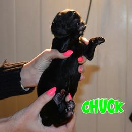 BUCKEYE CHUCK - Black male German Shepherd puppy in Murrieta, California from Diamond Oaks German Shepherds
