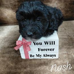 Nash - Black male Goldendoodle puppy in Eau Claire, Wisconsin from Fisher River Doodle's