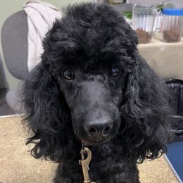 Finny - Poodle