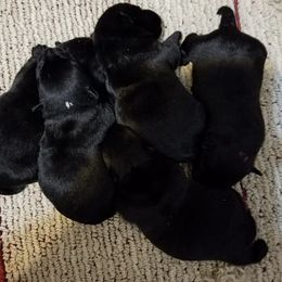 Scottish Terriers from Jacglen Scottish Terriers SC