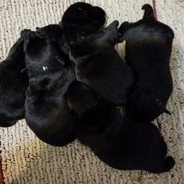 Scottish Terriers from Jacglen Scottish Terriers SC