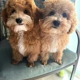 Maltipoo Puppies from Wendy's Maltipoos