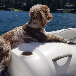 Cayenne - Aussiedoodle