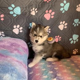 Siberian Husky Puppies from Canace Siberians