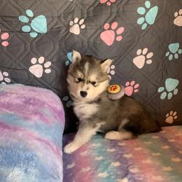 Siberian Husky Puppies from Canace Siberians