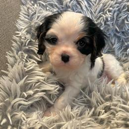 Cavalier King Charles Spaniel Puppies from Krawczyk's House of Cavaliers