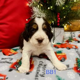 BB1 - Liver white and tan male English Springer Spaniel puppy in Britton, South Dakota from K&S Canines