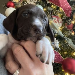 Lainey - Yellow Collar - Liver and white female German Shorthaired Pointer puppy in Conroe, Texas from Tipsy Rabbit GSP TopDog Kennel