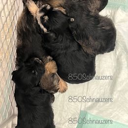Miniature Schnauzer Puppies from 850Schnauzers