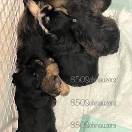 Miniature Schnauzer Puppies from 850Schnauzers