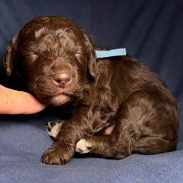 Onyx light blue collar - Brown male Poodle puppy in Clarkston, Washington from Doodle & Poodle Palace