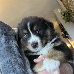 Miniature American Shepherd Puppies from Fuzzbottom Miniature American Shepherd