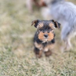 Yorkshire Terrier Puppies from Alvarado’s Yorkies