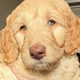 Amethyst - Apricot female Goldendoodle puppy in Corvallis, Oregon from Rosie's Doodle Den