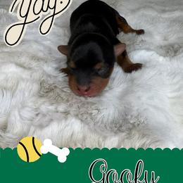 Yorkshire Terrier Puppies from Baby Blue Yorkies