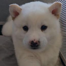 AKC Olaf - Cream male Shiba Inu puppy in Jensen Beach, Florida from ScrapiShibas