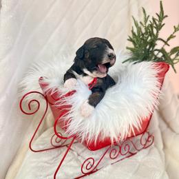 Ember - Sable female Bernedoodle puppy in Buda, Illinois from Hamilton Farm Doodles