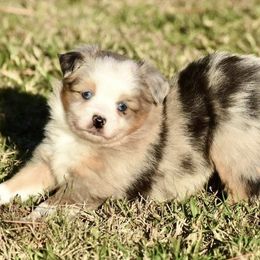 Peach - Blue merle female Toy Australian Shepherd puppy in New Boston, Texas from Rhinestone Ranch