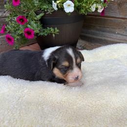 Ivan-fluffy - Black and tan male Pembroke Welsh Corgi puppy in Stillwater, Oklahoma from Steele Family Farms