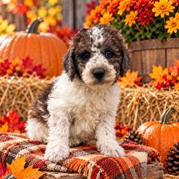 BoJangle - Parti male Goldendoodle puppy in Cherry Tree, Pennsylvania from Plum Creek Acres Next Generation