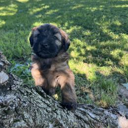 Soft Coated Wheaten Terrier Puppies from Warzalas wheatens