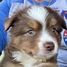 Miniature Australian Shepherds from B&B Mini Aussies