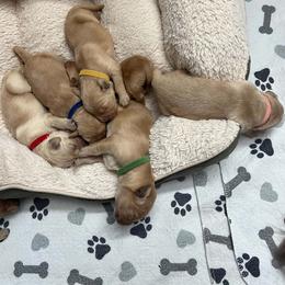The boy pack - Golden male Golden Retriever puppy in Amherst, Virginia from Clearvu Kennels