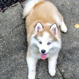 Pomeranian and Pomsky All Grown Up from Alpha Poms & Pomskies
