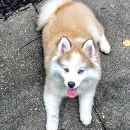 Pomeranian and Pomsky All Grown Up from Alpha Poms & Pomskies