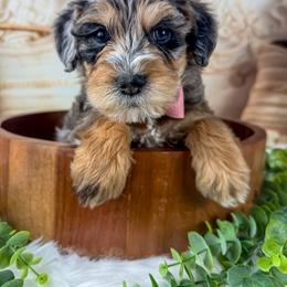 Schnoodle puppies from Adirondack Poodles Goldendoodles,Bernedoodles & Schnoodles