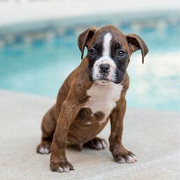 Captain America (Cap) - Brindle male Boxer puppy in Georgia from Stephanie’s Boxers