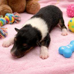Kit - Black white and tan female Collie puppy in Carencro, Louisiana from Cajun Bayou's Collies LLC