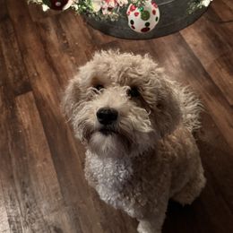 Maggie Mae - Goldendoodle