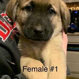 Female 1 - Fawn female Anatolian Shepherd Dog puppy in Daggett, Michigan from T&S Anatolians