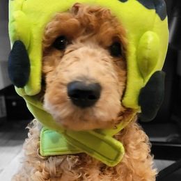 Poodle Puppies from Simply Standard Poodles