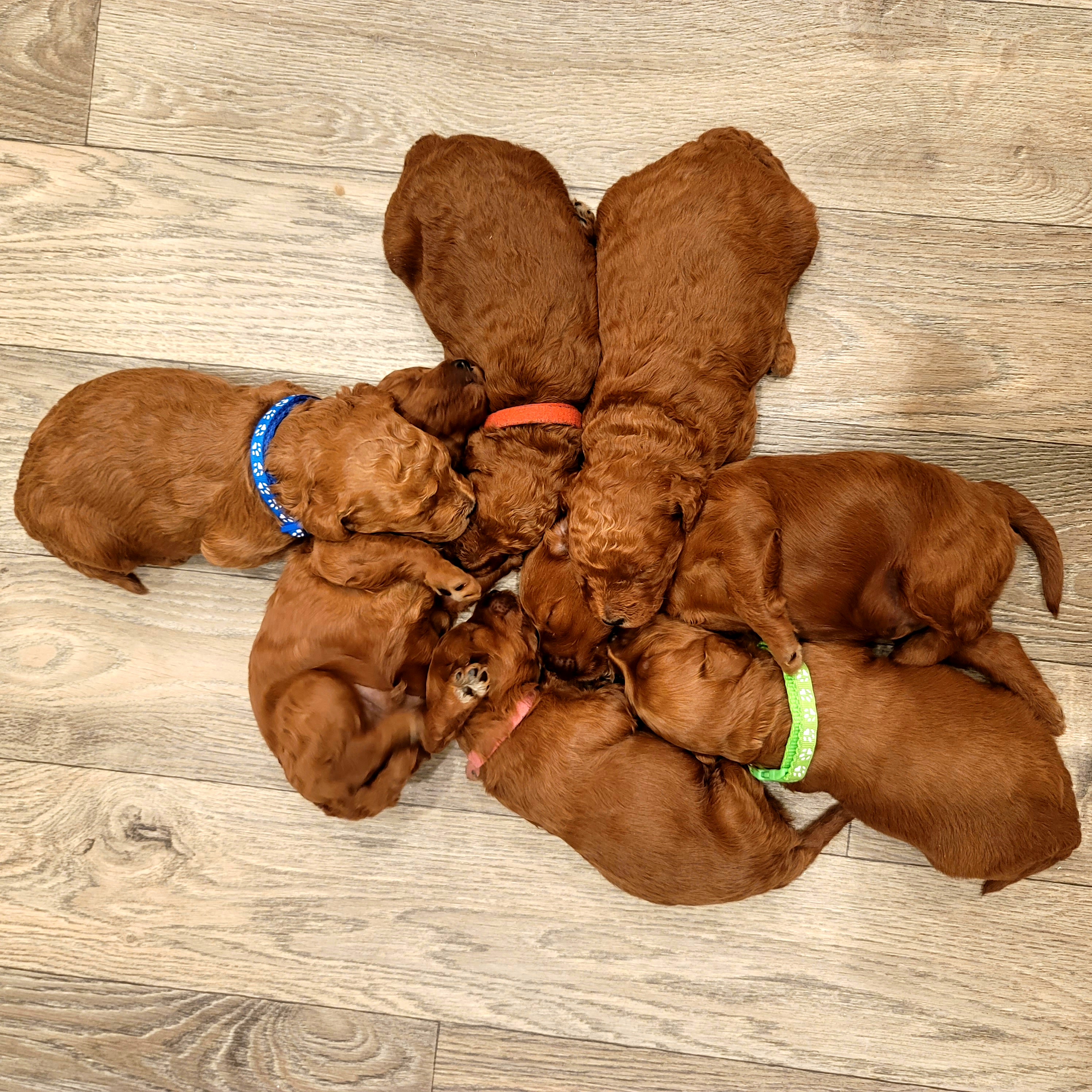 Goldendoodle Puppies from Teddy Doods