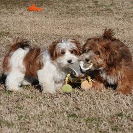 Havanese, Havapoo, Maltese, and Maltipoo All Grown Up from Denise Clark